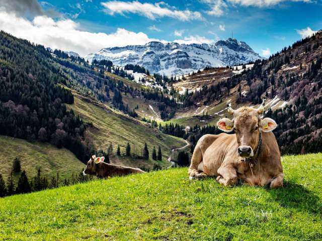 7. Weidegebiete achten