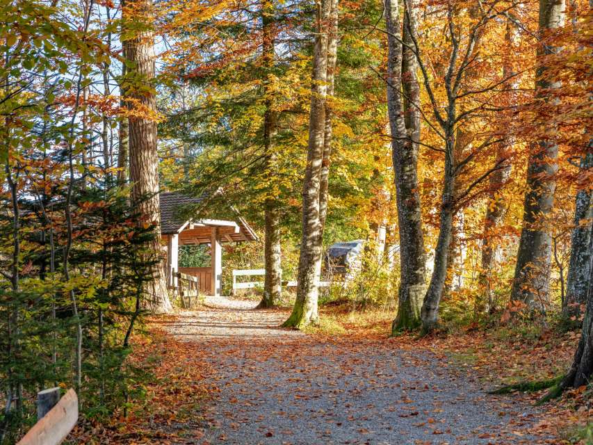 9 Routen mit traumhaften Bäumen