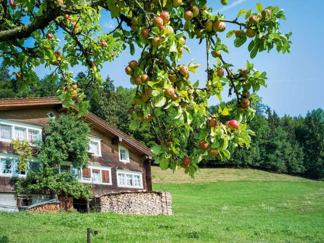Die Herbstliche Fülle des Altweibersommers