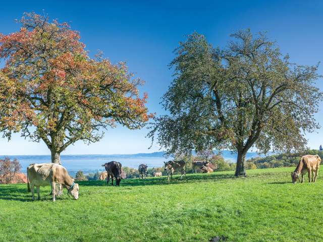 Der Bodensee greifbar, die Alpen sichtbar