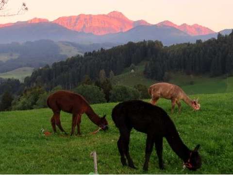 Tiererlebnishof - Lama Trekking
