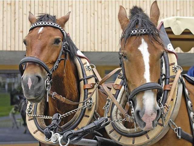 Sämi's Ponyhof und Rösslifahrten