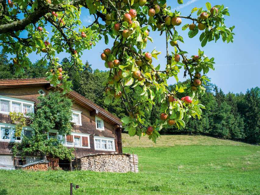 Altweibersommer geniessen