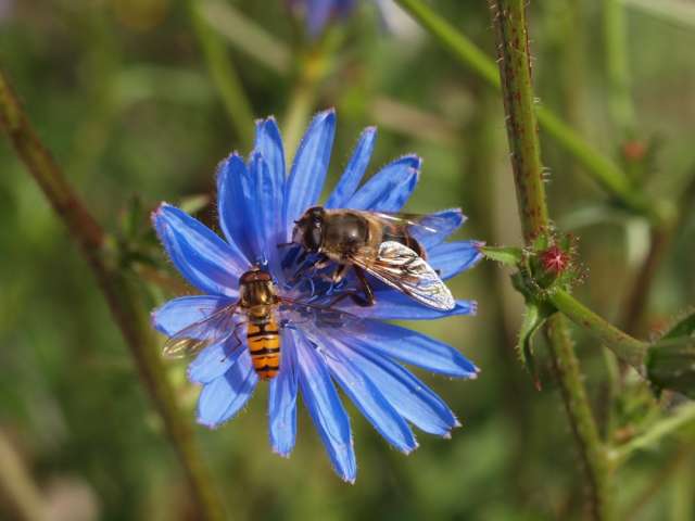 Erlebnisweg Honigbienen