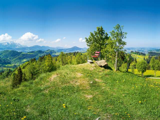 Die Hohe Buche mit Weitblick