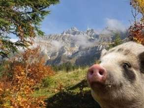 Metzgete und Wildangebote