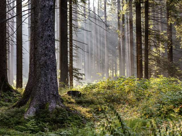 Bestellung Merkblatt Waldbaden