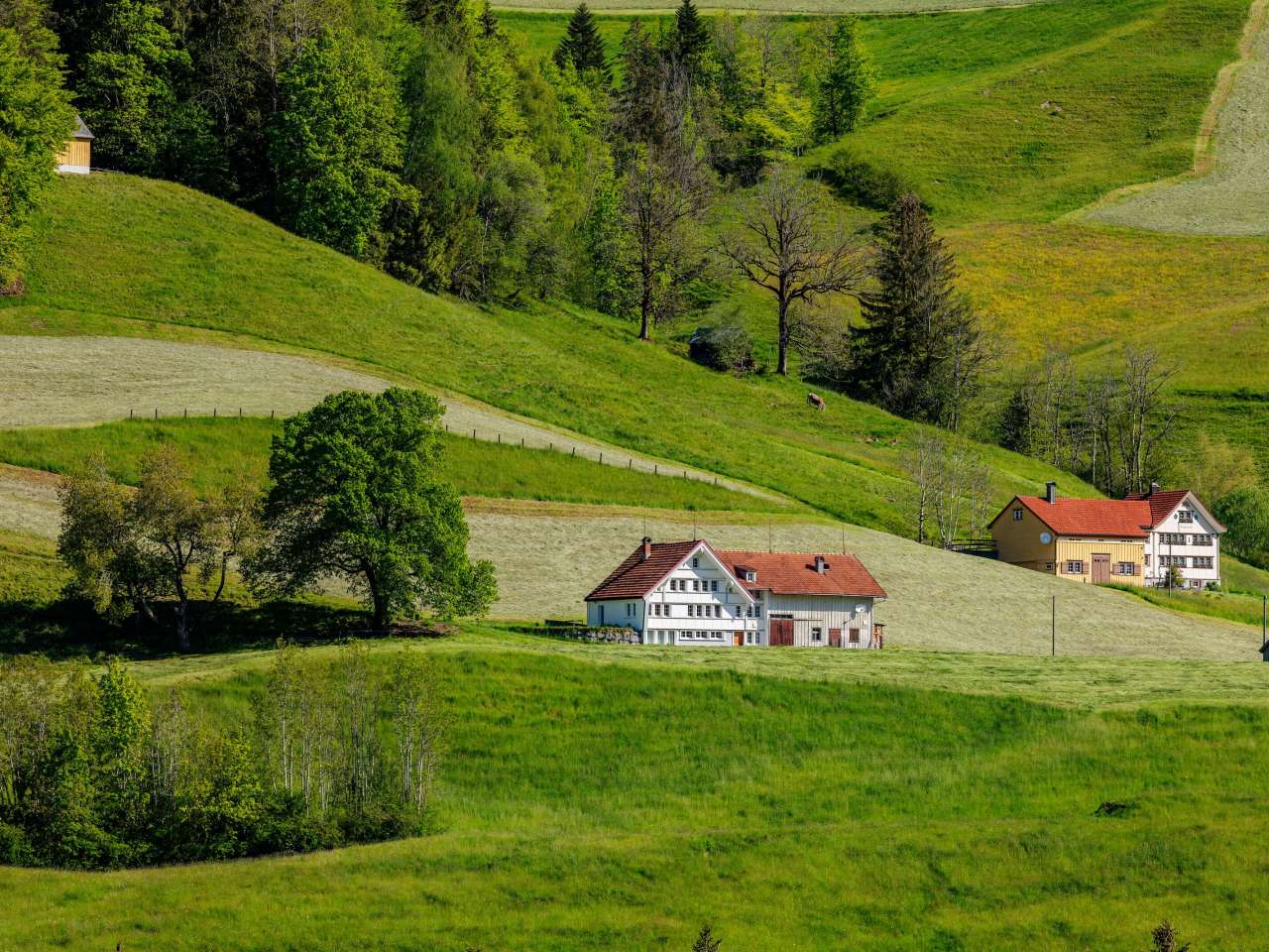 Bauernhof, Bühler, Mittelland