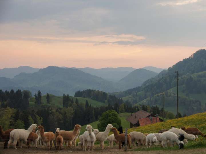 Alpaka Appenzell – Apéro et visite guidée